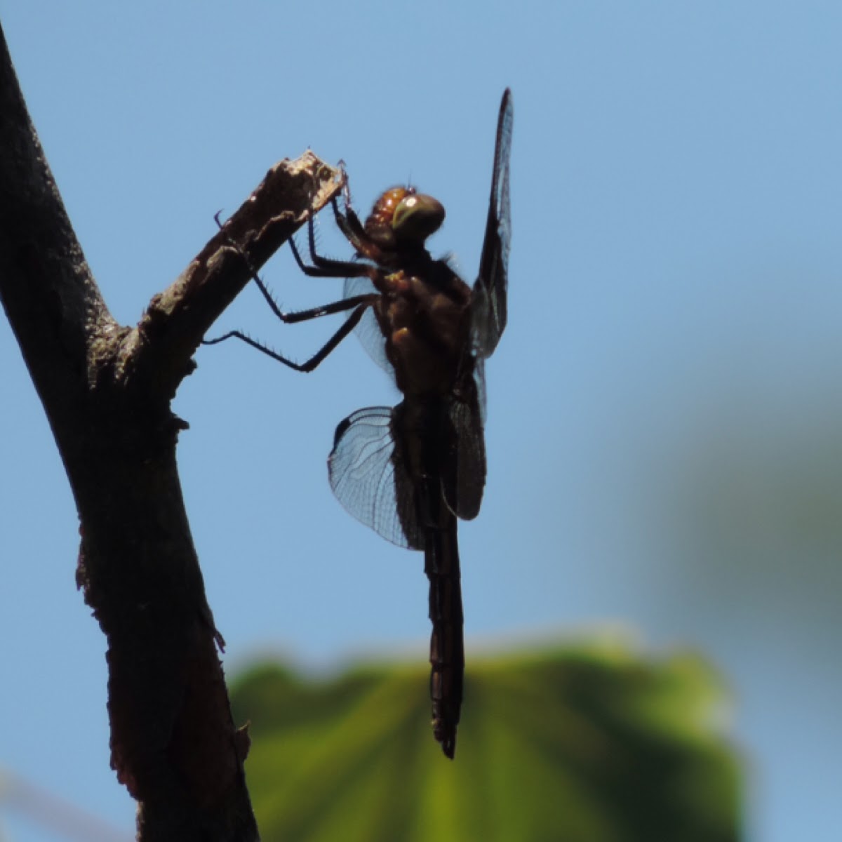 Widow Skimmer