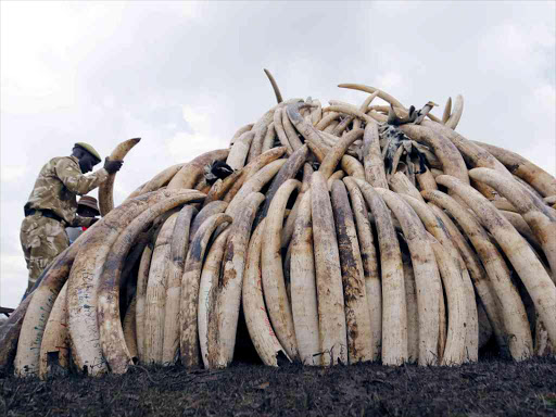 A Kenya Wildlife Service (KWS) ranger stacks elephant tusks, part of an estimated 105 tonnes of confiscated ivory to be set ablaze, on a pyre at Nairobi National Park near Nairobi, Kenya April 20, 2016. /REUTERS