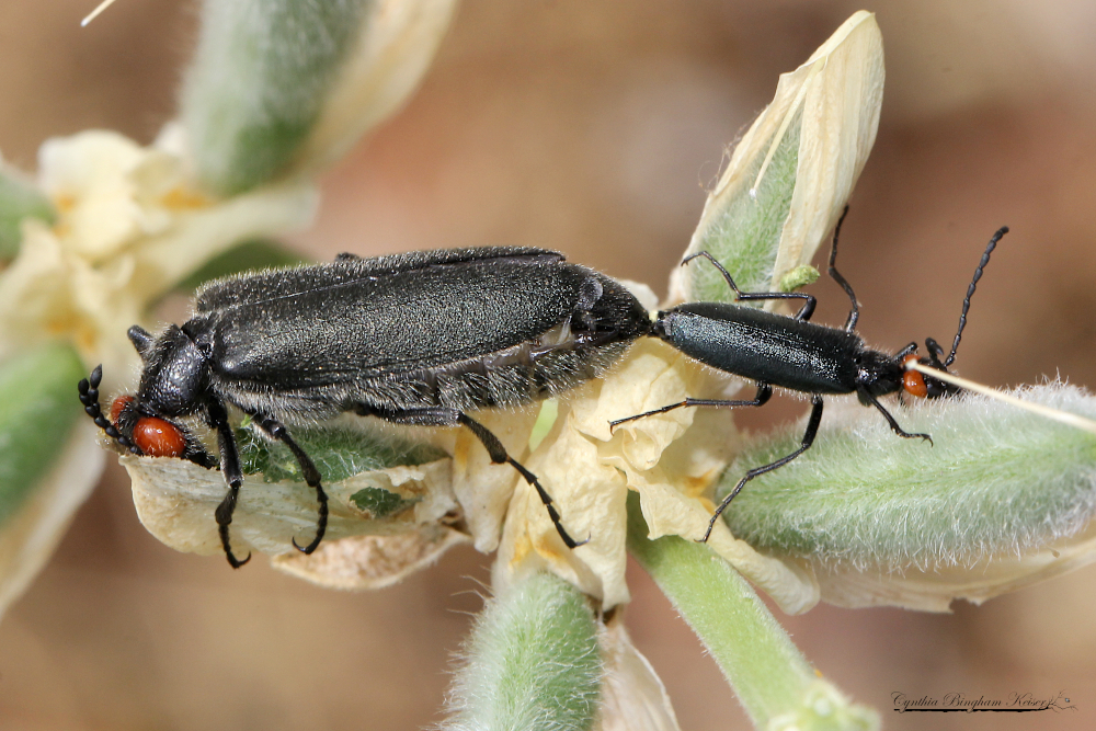 Red-eared Blister Beetle