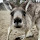 Kangaroo Wallpapers and New Tab