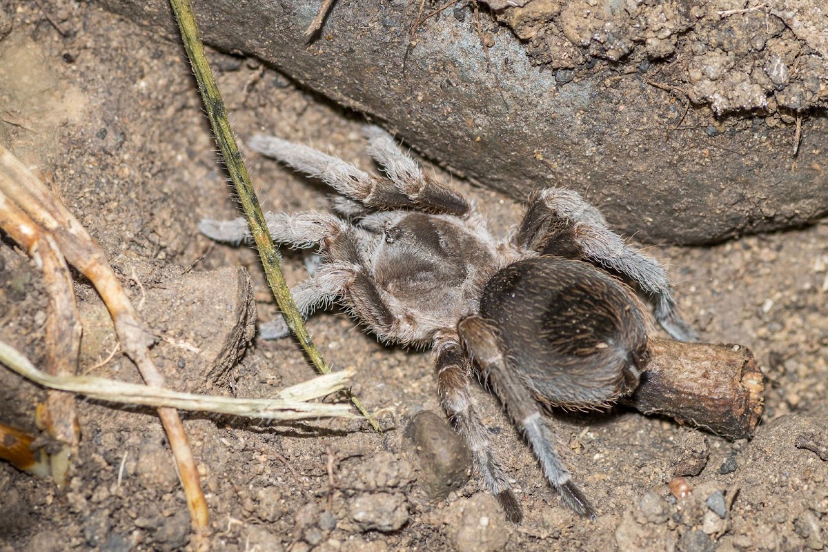 Tarantula