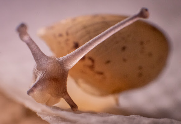 Macro di una lumaca di fernando rugge