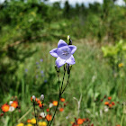 Harebell