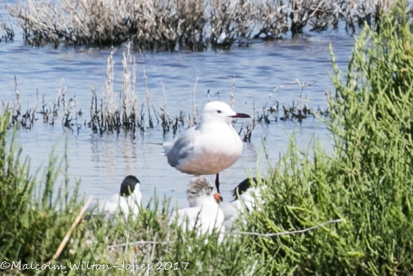 Slender-billed Gull; Gaviota Picofina