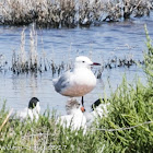 Slender-billed Gull; Gaviota Picofina