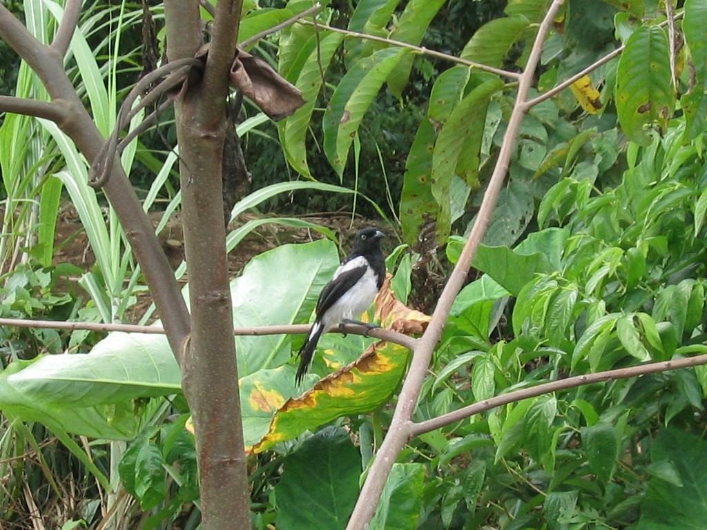 Magpie Tanager