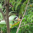 Magpie Tanager