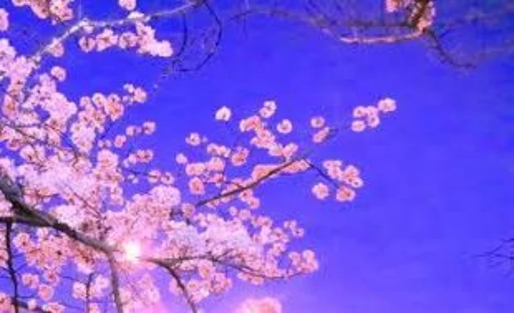 「夜桜」のメインビジュアル