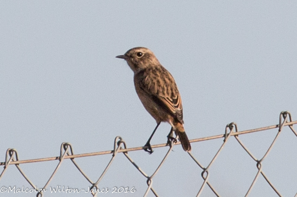 Whinchat; Tarabilla Norteña