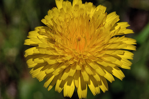 Hypochaeris radicata