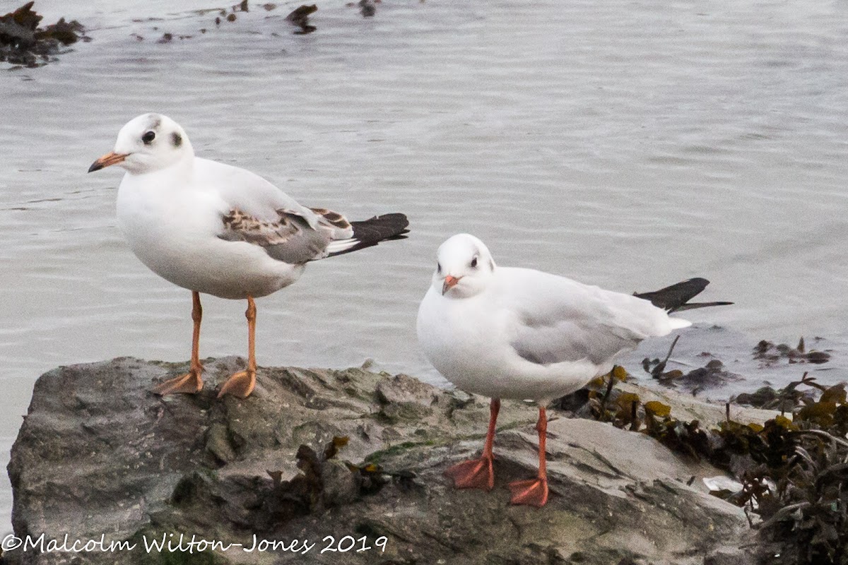 Black-headed Gull