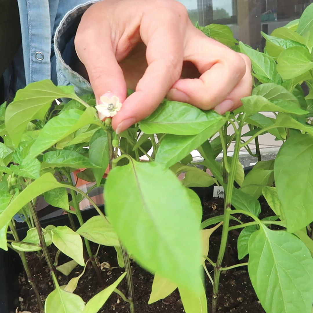 Pinch the flower buds