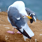 Western Gull