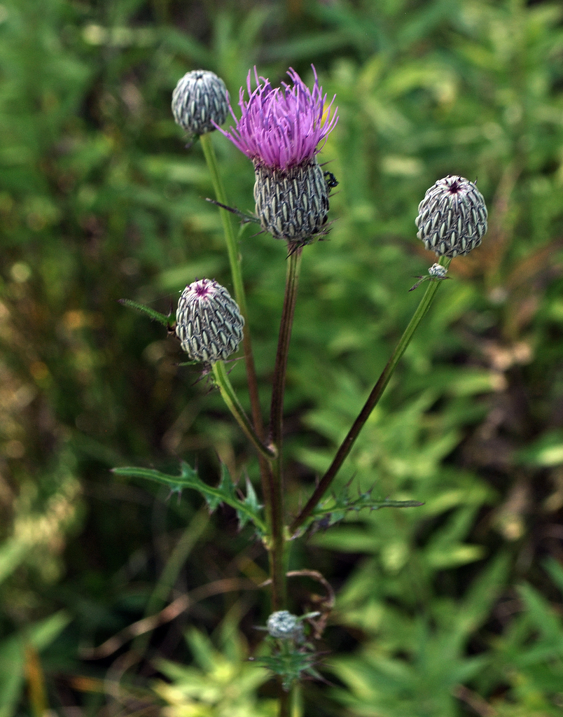 Swamp Thistle