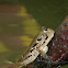 Silver-Lined Mudskipper