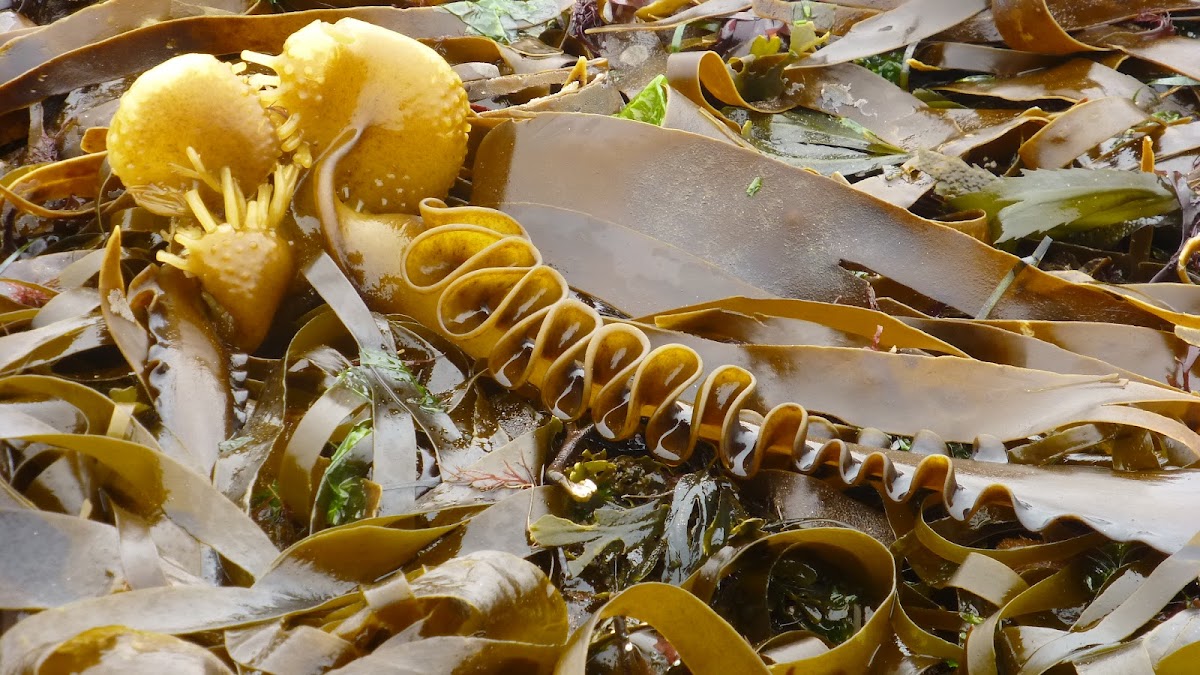 Furbellows Phaeophyta aka Kelp