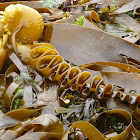 Furbellows Phaeophyta aka Kelp