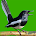 Magpie Robin bird voice