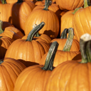 Giant pumpkin