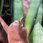 Crowned Slug Moth