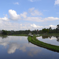 Rice fields di 