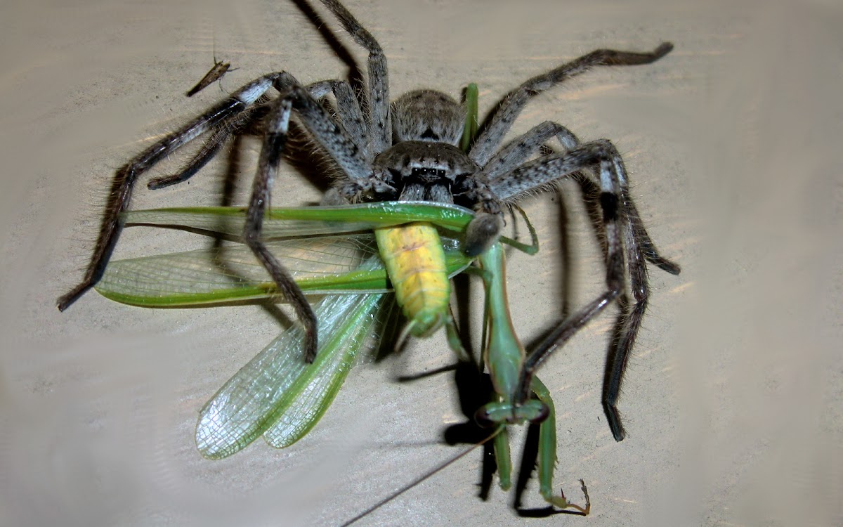 Giant grey huntsman (♂)