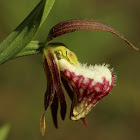 Ram's Head Lady's Slipper