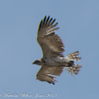 Short-toed Snake Eagle; Aguila Culebrera