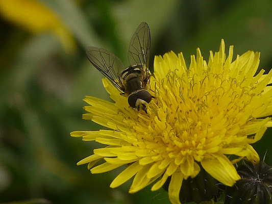 macro con insetto di lucia_corvelli