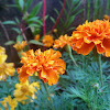 Mexican Marigold