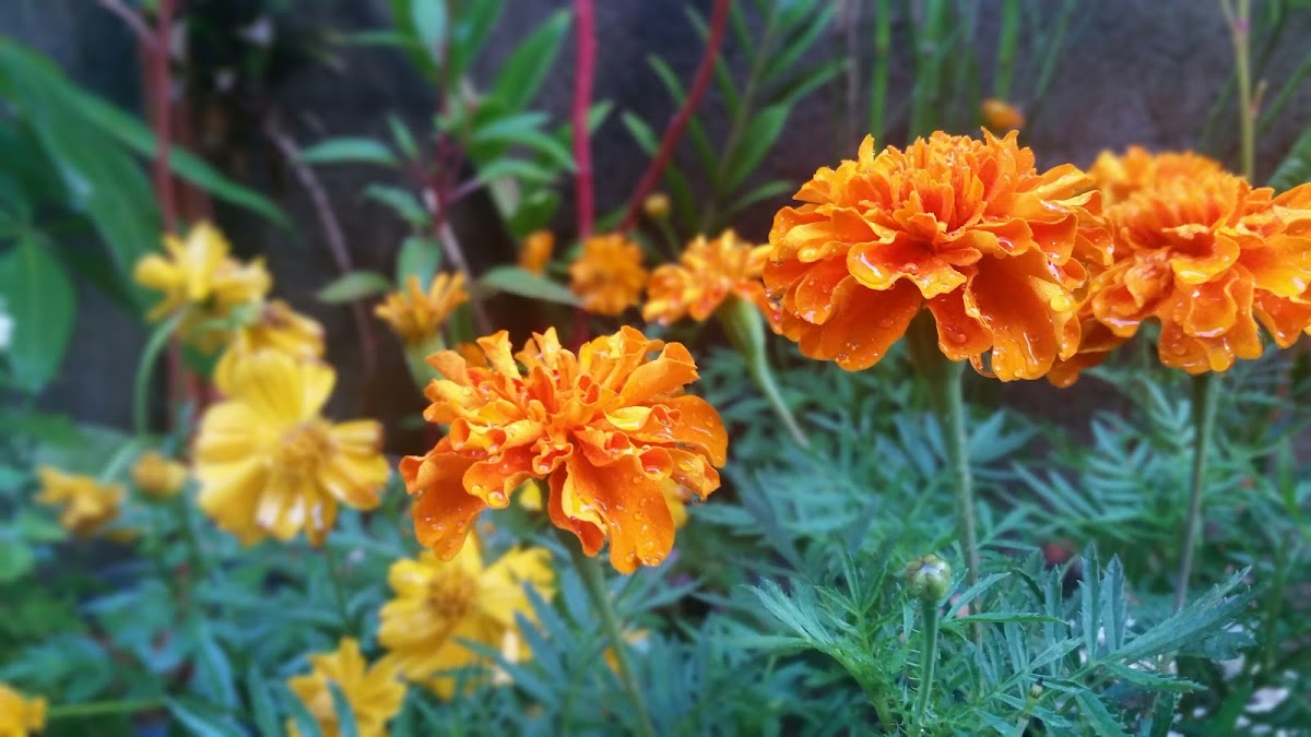 Mexican Marigold