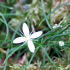 Sandwort