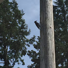 Acorn Woodpecker