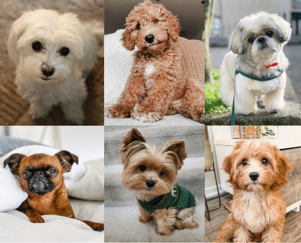 Hypoallergenic Breeds.jpg