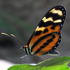 Menapis Tigerwing