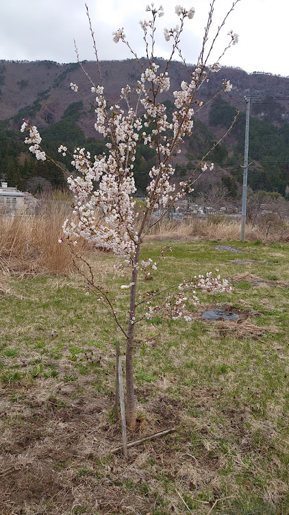 の投稿画像2枚目