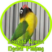 Lovebird Konslet Ngekek Panjang Offline