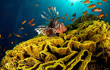 underwater world Wallpapers Theme New Tab small promo image