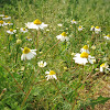 Chamomile, camomile, heřmánek pravý