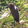 Reddish egret