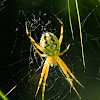 Bordered Orbweaver