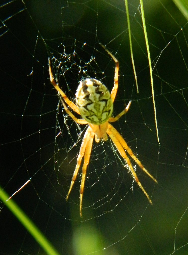 Bordered Orbweaver