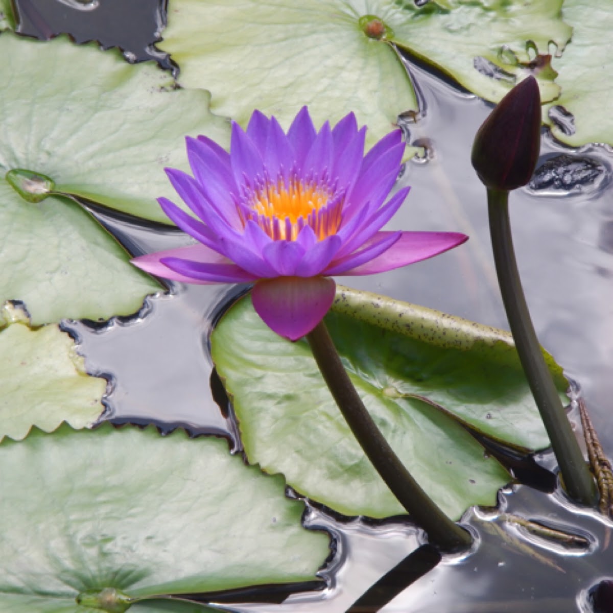 Water-lily