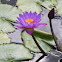 Water-lily