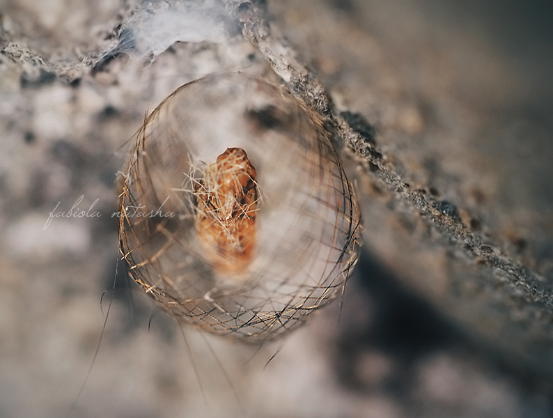 Lichen Moth Cocoon