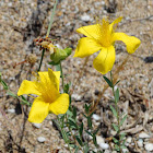 Mount Olympus St. John's Wort