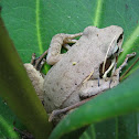 Common Tree Frog