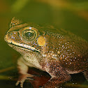 Asian common toad