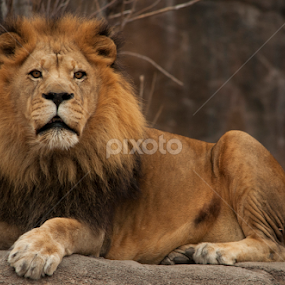Lion in True Form by Jason Jeep Rutter - Animals Lions, Tigers & Big Cats