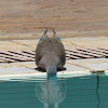 Emerald-spotted wood dove